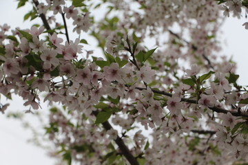 Cherryblossoms near a japanese castle