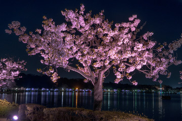 Senba Lake Cherry Blossoms