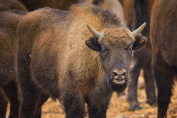 Fototapeta premium Wild European bison
