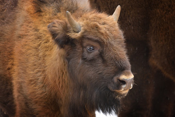 Fototapeta premium Wild European bison