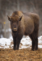 Wild European bison
