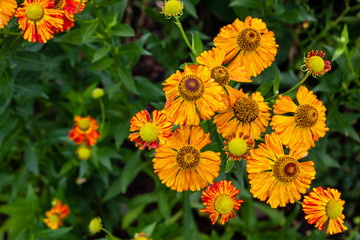 Beautiful orange-yellow Helenium (sneezeweed) flowers on the blurred green background. Bright, vivid, saturated colors. Close-up, top down view. Floral background.
