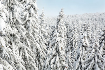Forest covered with snow on the mountain in the winter