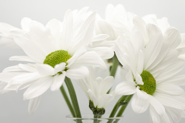Daisies in a glass vase on gray background