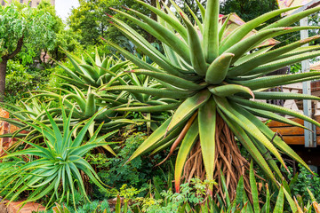 Aloe vera in South Africa.