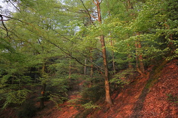 Blackforest in the evening