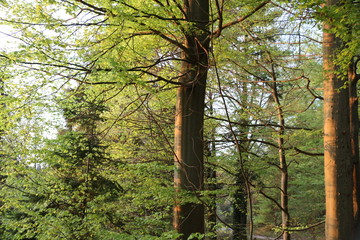 Blackforest in the evening