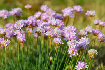 Pink sea thrift flowers