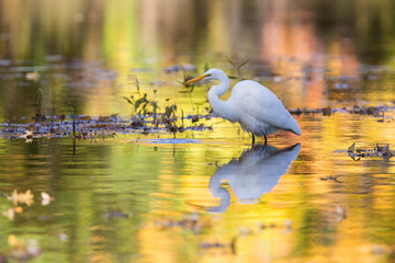 Fototapeta premium great egret (Ardea alba) in autumn