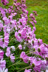 Chrysanthemums swaying in the wind