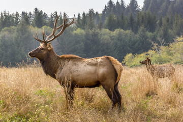 Naklejka na ściany i meble Two elks in the wilderness