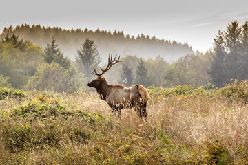 Elk in the wilderness