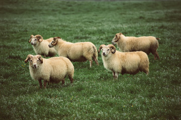 Naklejka na ściany i meble Sheep grazing in Iceland