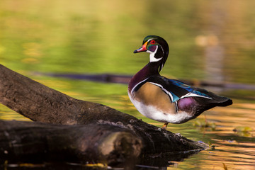 Beautiful wood duck in autumn
