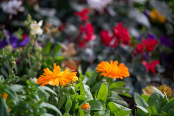 Flowers in a garden