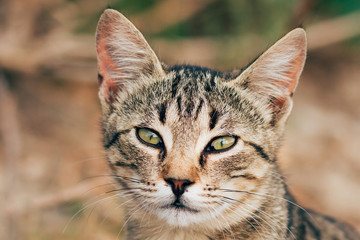 tabby cat on the street, portrait of a tabby cat