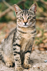 Naklejka na ściany i meble beautiful wild tabby cat, portrait of a cat in the wild