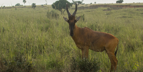 Hartebeast in Uganda