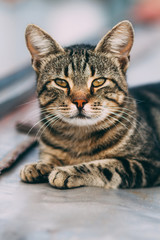 Fototapeta na wymiar portrait of striped cat, beautiful cat close - up, wild cat