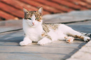 beautiful cute white cat lying in the sun, the cat is resting on the street