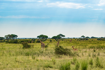 Fototapeta na wymiar Wild giraffes in Uganda Africa