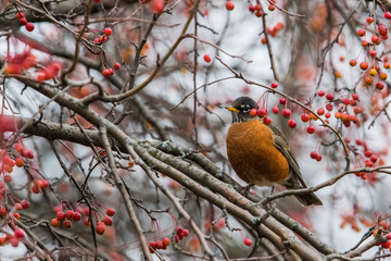 American Robin in winter