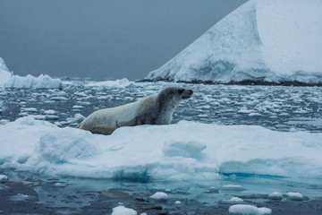 Antartica Expedition