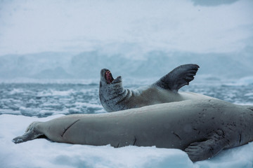 Fototapeta premium Antartica Expedition