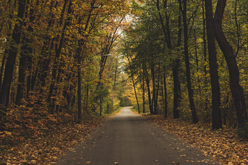 Beautiful autumn landscape