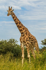 Obraz premium Wild giraffes in Uganda Africa