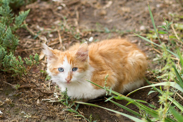 Naklejka na ściany i meble beautiful red kitten sit on the street, white-red cat in nature