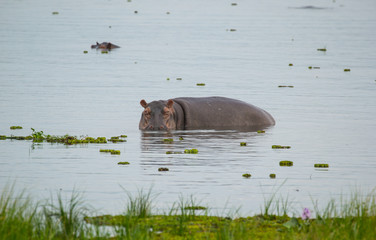 Wild hippos in Uganda