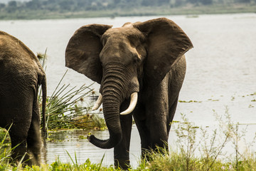 Wild elephant in Murchison Falls National Park Uganda Africa