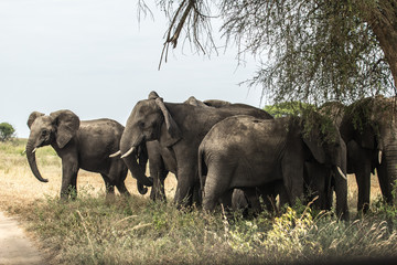 Obraz premium Wild elephant family with baby in Uganda Africa