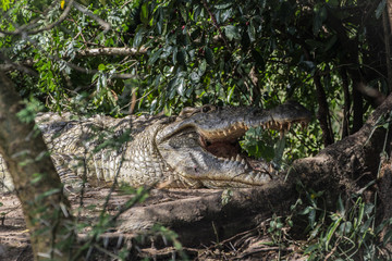 Crocodile in Uganda Africa