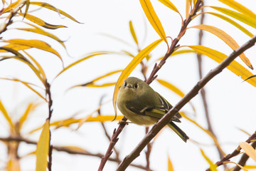 ruby-crowned kinglet (Regulus calendula) in autumn