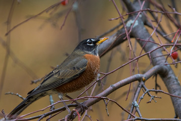 American Robin in winter