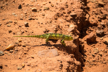 Chameleon in road in Uganda