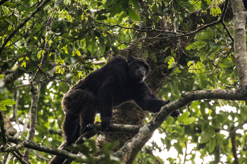 Obraz premium Wild male chimpanzee in Kibale National Park Uganda Africa