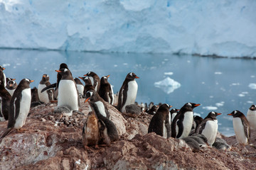 Antartica Expedition