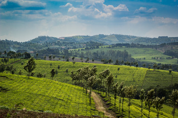 Tea Plantation in Uganda