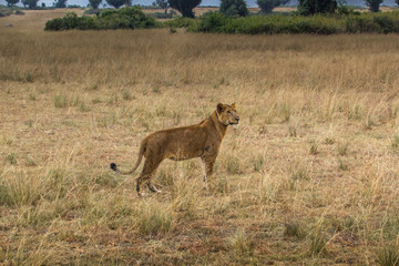 Fototapeta na wymiar Wild lion in Queen Elizabeth National Park Uganda