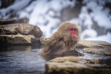 Snow Monkey in Japan