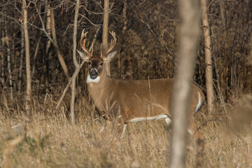 white tailed deer buck in autumn