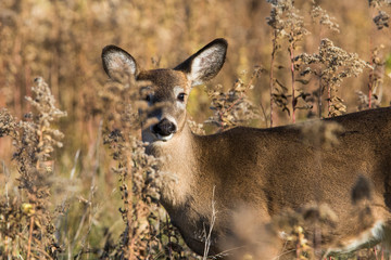 white tailed deer in autumn 