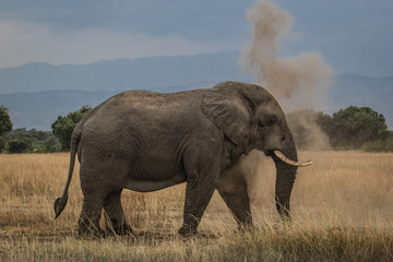 Fototapeta na wymiar Wild male elephant dusting himself in Queen Elizabeth National Park Uganda