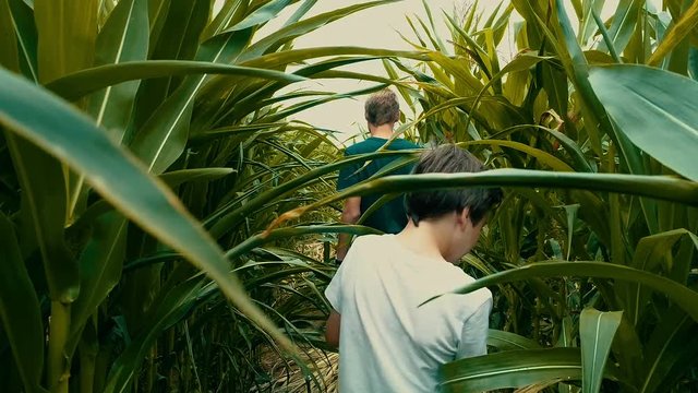 Slow Motion Shot Of Adventurous Kids Walking In A Cornfield.