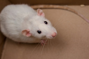 White dumbo rat first day at home. Domestic rat pet.