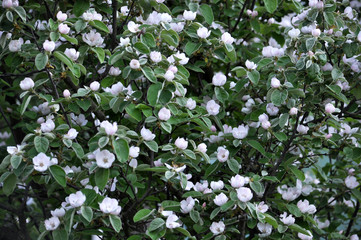 Obraz na płótnie Canvas Spring flowering of quince