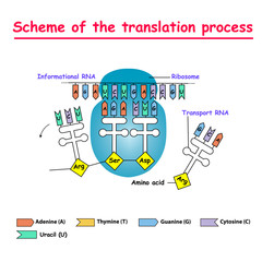 Scheme of the translation process. syntesis of mRNA from DNA in the nucleus. The mRNA decoding ribosome by binding of complementary tRNA anticodon sequences to mRNA codons.